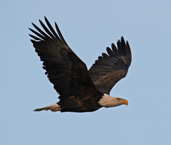 Haliaeetus leucocephalus