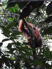 Pongo abelii