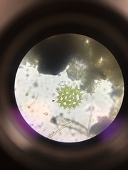 Hydrodictyaceae