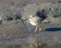 Charadrius placidus