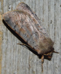 Protolampra sobrina