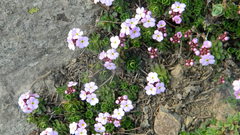 Androsace sempervivoides