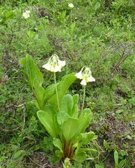 Primula sikkimensis