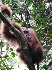 Pongo abelii