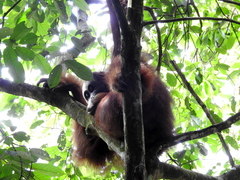 Pongo abelii