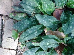 Pulmonaria saccharata