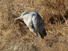 Ardea cinerea