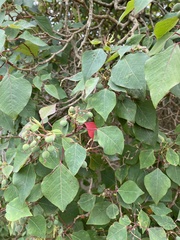 Homalanthus populifolius