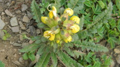 Pedicularis bicornuta
