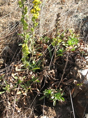 Solidago spathulata