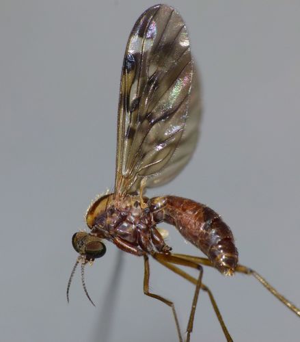 Outhouse Fly photo 5