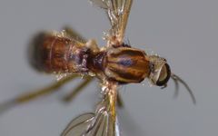Sylvicola notatus