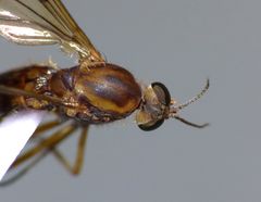 Sylvicola notatus
