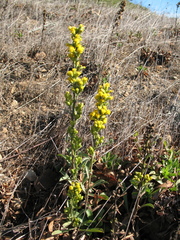 Solidago spathulata