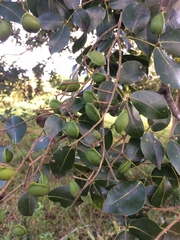 Copaifera officinalis