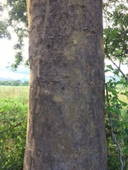 Copaifera officinalis