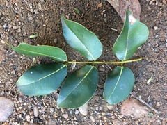 Copaifera officinalis