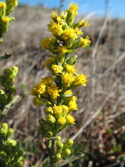 Solidago spathulata