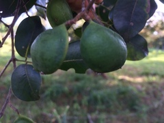 Copaifera officinalis