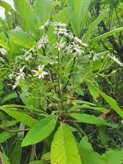 Brachyglottis hectorii