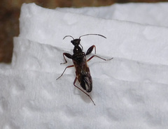 Erlacda argentinensis