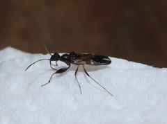 Erlacda argentinensis