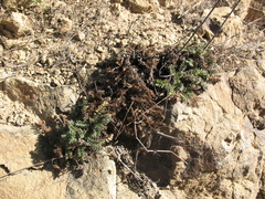 Acaena pinnatifida californica