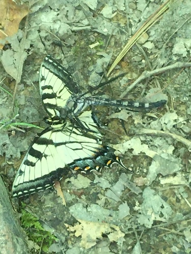 Gray Petaltail photographed in Kentucky
