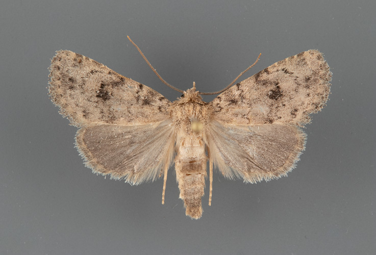 Homorthodes rubritincta