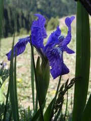 Iris