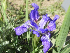 Iris