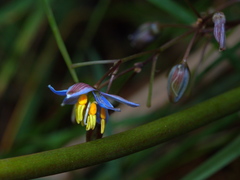 Dianella callicarpa