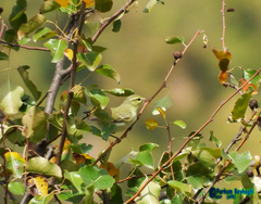 Phylloscopus nitidus