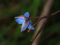 Dianella callicarpa