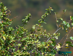 Phylloscopus nitidus