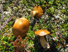 Suillus plorans