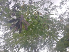 Leucaena leucocephala