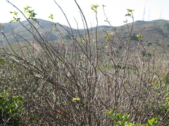 Sambucus racemosa racemosa