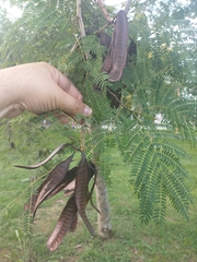 Leucaena leucocephala
