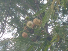 Leucaena leucocephala