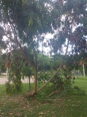 Leucaena leucocephala