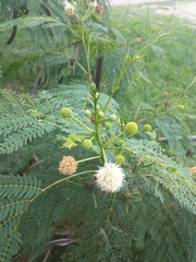 Leucaena leucocephala
