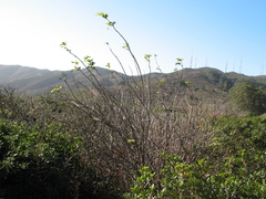 Sambucus racemosa racemosa