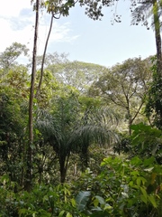 Cocoseae