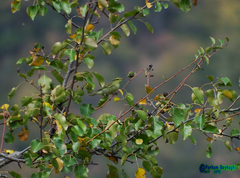 Phylloscopus nitidus