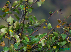 Phylloscopus nitidus