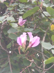 Bauhinia variegata