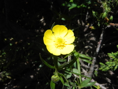 Ranunculus