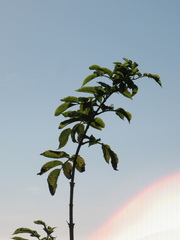 Sambucus racemosa racemosa