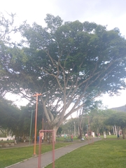 Enterolobium cyclocarpum